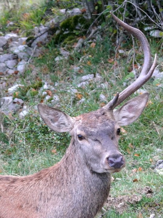 PASSIONE PER IL CERVO